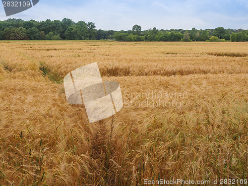 Image of Barleycorn field