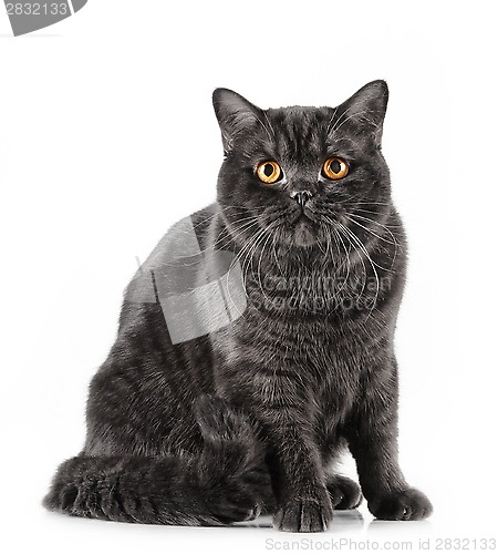 Image of black short hair cat