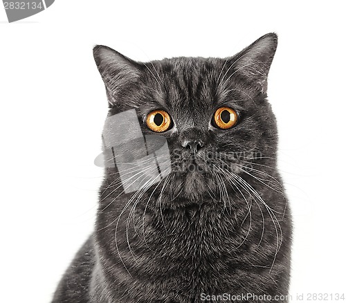 Image of black short hair cat