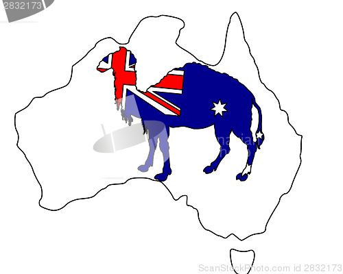 Image of Australian camel