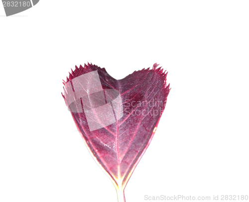 Image of Red autumn leaf in the foreground of white background