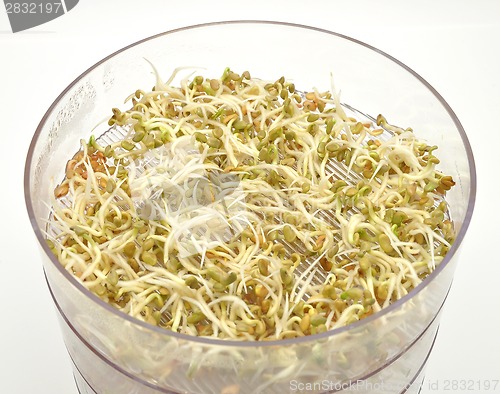 Image of Jar with sprouting vegetable