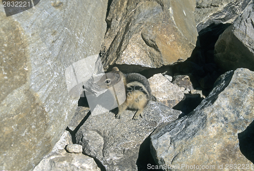 Image of Canadian chipmunk