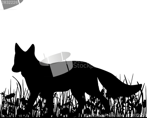 Image of Fox in the meadow