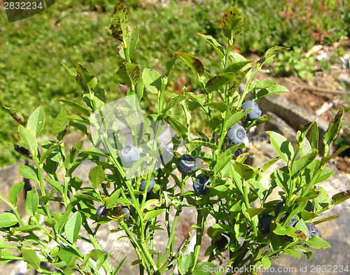 Image of Bilberry bush with ripe bilberries and bilberries in the background