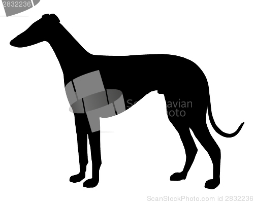 Image of The black silhouette of a shorthaired Sighthound