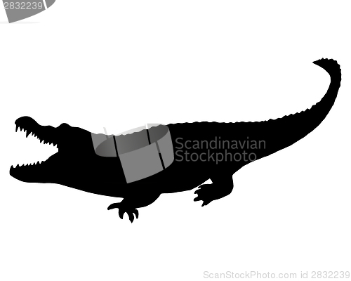 Image of Black Alligator