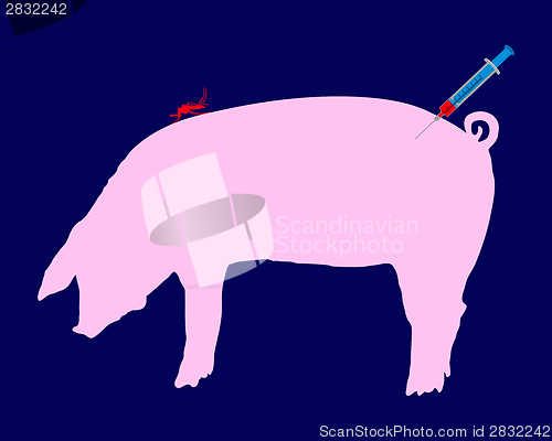 Image of Pig gets an immunization against diseases of midge bites
