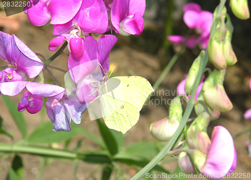 Image of Brimstone butterfly on the bloom of a pea