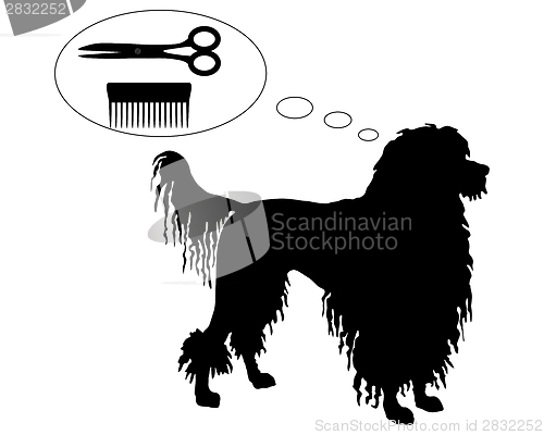 Image of Portuguese Water Dog dreams of scissors and comb