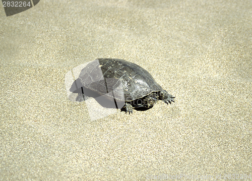 Image of Turtle at beach