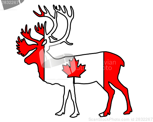 Image of Canadian Caribou