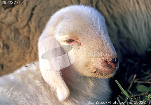 Image of Domestic lamb