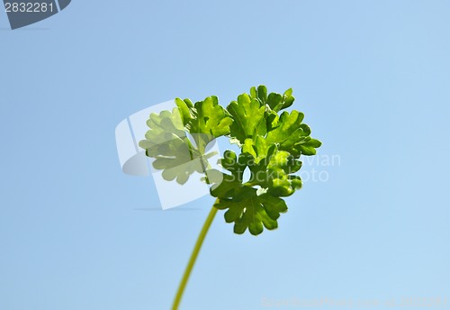 Image of Parsley cut-out