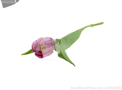 Image of Pink tulip