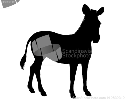 Image of Zebra silhouette