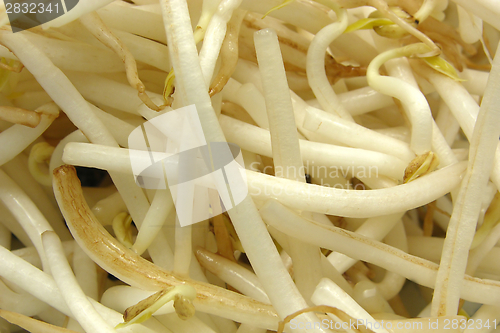 Image of Sprouts of beans in a close-up view