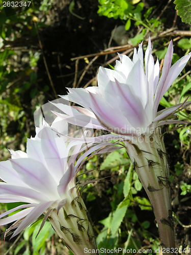 Image of Two funnel formed cactus blooms in a home garden