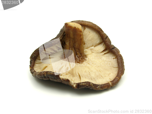 Image of One shiitake mushroom isolated on white background