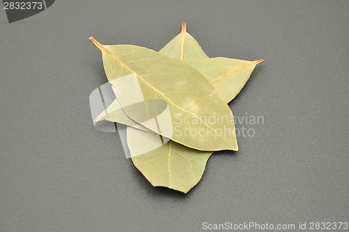 Image of Detailed but simple image of Bay Laurel