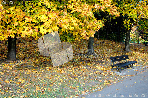 Image of Park in the autumn day