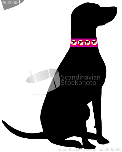 Image of Dog with flea collar