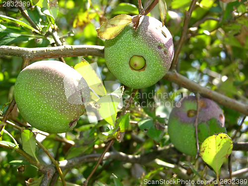 Image of Exotic fruits on shrub with green leaves