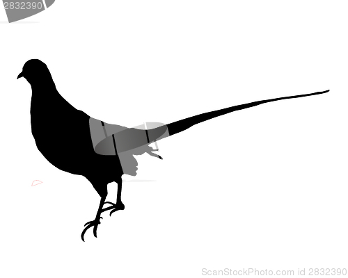 Image of Pheasant Silhouette