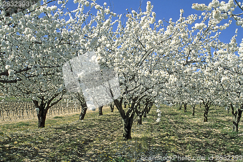 Image of Sweet Cherry flower