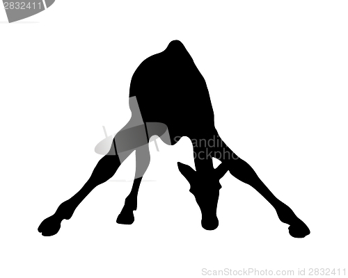 Image of Detailed and isolated illustration of the mammal giraffe