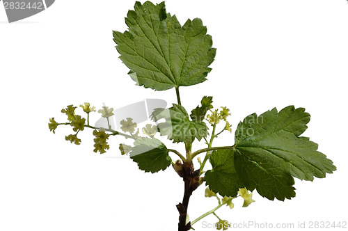 Image of Red currant blossom