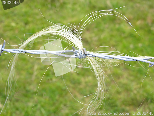 Image of Animal hair fixed in barb wire