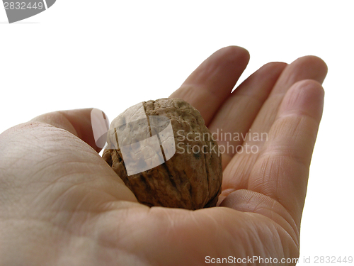 Image of One walnut on the palm of a hand