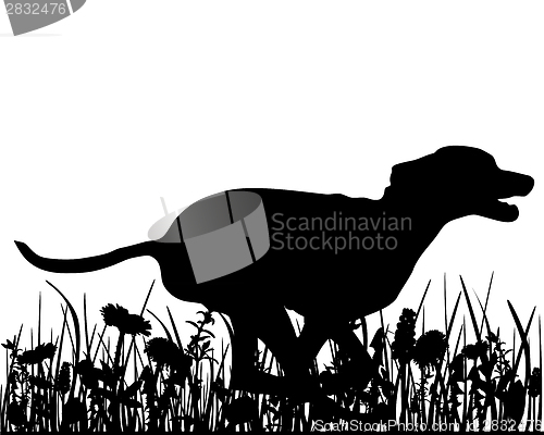 Image of Dog in the meadow