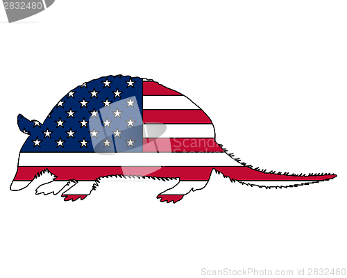 Image of Armadillo United States of America