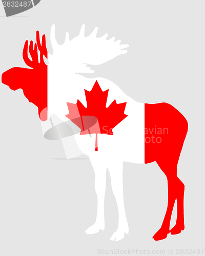 Image of Mosse in flag of canada