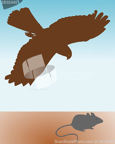 Image of Bird of prey hunting a mouse