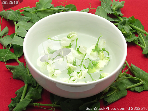 Image of White blooms of a snow pea in a bowl of chinaware surrounded with petals 