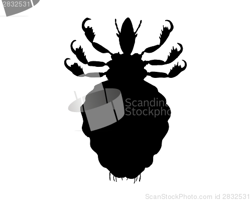 Image of The black silhouette of a human louse