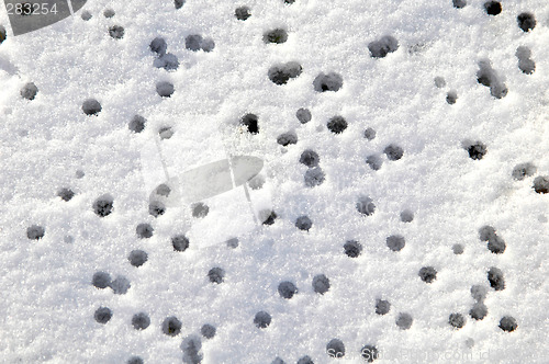 Image of Rain drops on the snow