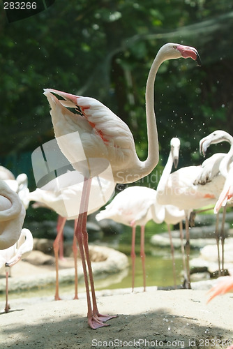 Image of White flamingo standing