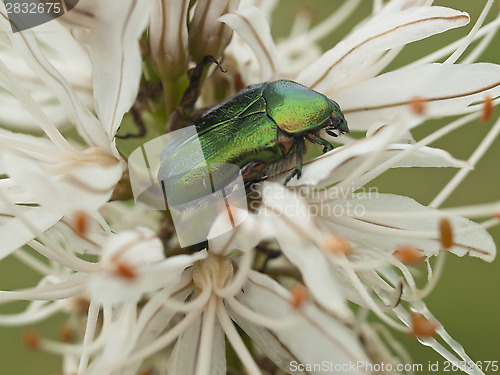 Image of Green bug and lilly flower