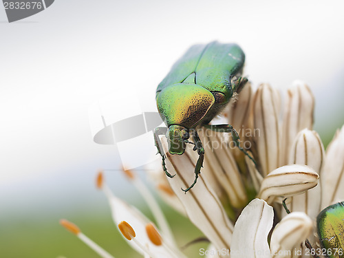 Image of Green bugs and lilly