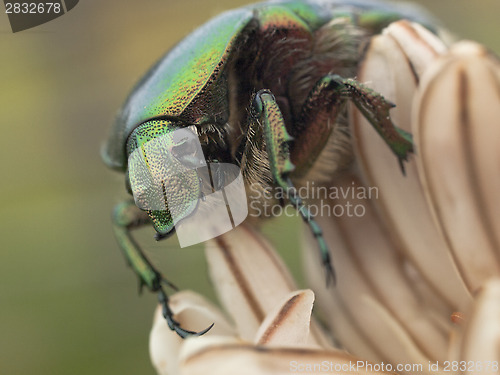 Image of Green bug and lilly flower