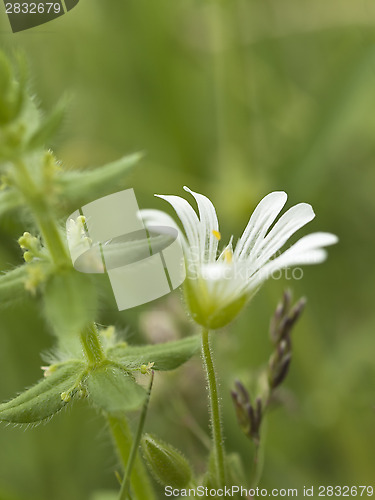 Image of Withe chickweed flower 