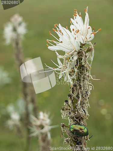 Image of Green bug and lilly flower