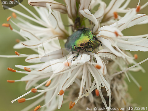 Image of Green bug and lilly flower