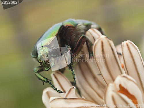 Image of Green bug and lilly flower