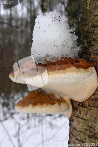 Image of mushroom