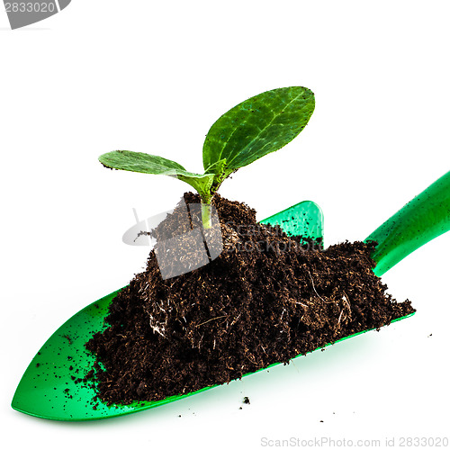 Image of Young plant on gardening tool